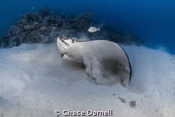 Dig | Eat | Swim
A Spotted Eagle Ray finishes off his Ga... by Chase Darnell 